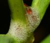 Aphrophora alni